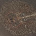 Vis - Fossiele plaatmatrix - cyclobq, Verzamelen, Mineralen en Fossielen