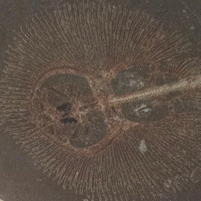 Vis - Fossiele plaatmatrix - cyclobq, Verzamelen, Mineralen en Fossielen