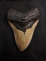 Megalodon - Fossiele tand - Carcharocles (Otodus) megalodon, Verzamelen