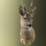 Reebok Wintervacht Taxidermie Opgezette Dieren By Max, Ophalen of Verzenden, Nieuw, Wild dier, Opgezet dier
