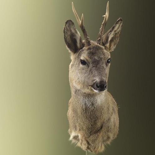 Reebok Wintervacht Taxidermie Opgezette Dieren By Max, Verzamelen, Dierenverzamelingen, Opgezet dier, Nieuw, Wild dier, Ophalen of Verzenden