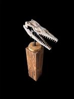 Mosasaurus - Fossiele schedel - Halisaurus Arambourgi - 49, Verzamelen, Mineralen en Fossielen