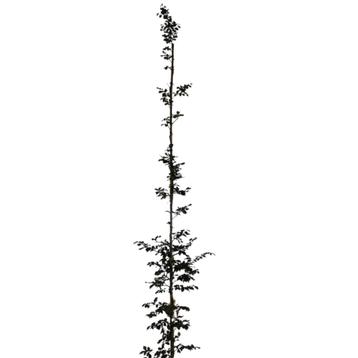 Rode Beuk - Fagus sylvatica Atropunicea - Omtrek: 14-18 cm | beschikbaar voor biedingen