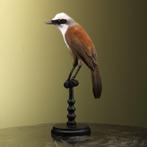 Witkuiflijstergaai Taxidermie Opgezette Dieren By Max, Verzamelen, Dierenverzamelingen, Ophalen of Verzenden, Nieuw, Vogel, Opgezet dier