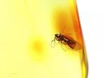 Authentiek Baltisch barnsteen met fossiele insecten, ZEER, Verzamelen