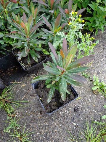 Euphorbia amygdaloides 'Purpurea' , wolfsmelk  roodbladig P9