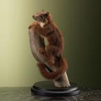 Rode Eekhoorn Taxidermie Opgezette Dieren By Max, Verzamelen, Dierenverzamelingen, Ophalen of Verzenden, Nieuw, Wild dier, Opgezet dier