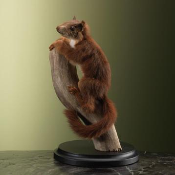 Rode Eekhoorn Taxidermie Opgezette Dieren By Max beschikbaar voor biedingen