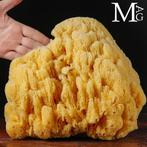 Natuurlijke sponzen uit de Middellandse Zee - Taxidermie, Nieuw