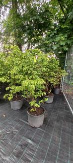 Cornus florida Rubra Kornoelje roze 150cm, Ophalen
