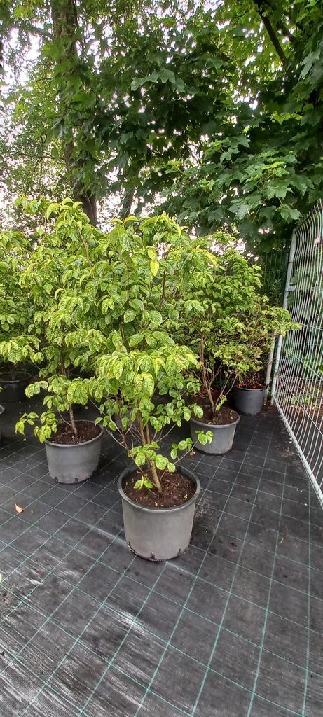 Cornus florida Rubra Kornoelje roze 150cm, Tuin en Terras, Planten | Bomen, Ophalen