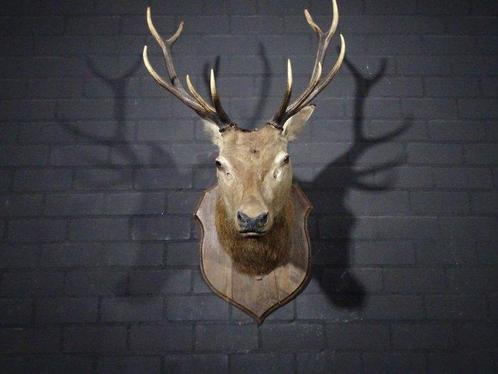 Large Red Stag - head-mount on shield - Taxidermie, Verzamelen, Dierenverzamelingen