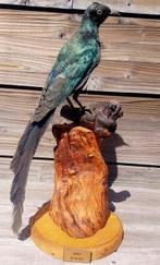 Merel Taxidermie volledige montage - Lamprotornis caudatus -, Nieuw
