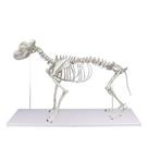 Anatomie model skelet hond Boris, Nieuw, Verzenden