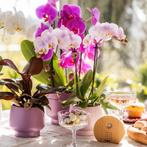 Kolibri Orchids | COMBI DEAL van 2 Phalaenopsis orchideeën -, Verzenden