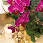 Kolibri Orchids | paarse Phalaenopsis orchidee - Morelia + D, Verzenden