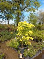 Acer shiriwasum aureum 125/150cm Japanse Goudesdoorn, Tuin en Terras, Ophalen