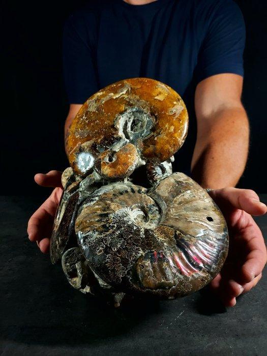 Belangrijk Albiano-blok - Gefossiliseerd dier - 26 cm - 23, Verzamelen, Mineralen en Fossielen