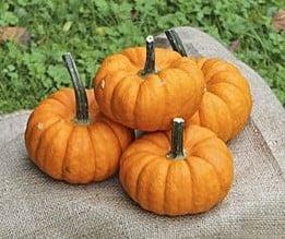 Jill be Little Pompoen 250 zaden, Hobby en Vrije tijd, Knutselen, Nieuw, Ophalen of Verzenden