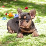 Prachtige raszuivere Franse bulldog pups, Dieren en Toebehoren, Honden | Bulldogs, Pinschers en Molossers, 15 weken tot 1 jaar