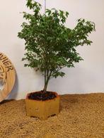 Japanese maple bonsai (Acer palmatum) - Hoogte (boom): 47 cm, Antiek en Kunst