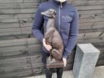 Beeld, XL Greyhound Dog - New - 55 cm - Hars, Antiek en Kunst