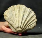 Prachtige en decoratieve fossiele schelp - - Gefossiliseerd, Verzamelen, Mineralen en Fossielen
