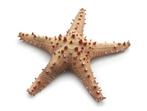 Zeester Long spine starfish 20 cm natural / stuk Zeester, Hobby en Vrije tijd, Knutselen, Ophalen of Verzenden, Nieuw
