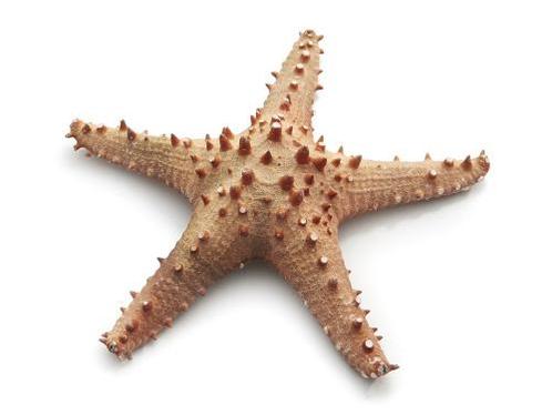 Zeester Long spine starfish 20 cm natural / stuk Zeester, Hobby en Vrije tijd, Knutselen, Nieuw, Ophalen of Verzenden