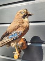 Vlaamse Gaai Taxidermie volledige montage - Garrulus, Nieuw