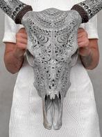 Geen reserveprijs - Prachtige grijze gesneden koeienschedel