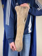 Indrukwekkende zeer grote tibia (scheenbeen) van een woolly