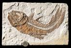 interessantere coelacanth - gedetailleerd - levend fossiel, Verzamelen, Mineralen en Fossielen