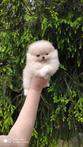 Pomeriaan | Dwergkees | Puppy | Pomeranian | Stamboom | Pup