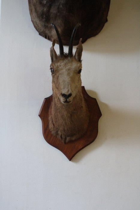 Jachttrofee, Antiek en Kunst, Curiosa en Brocante