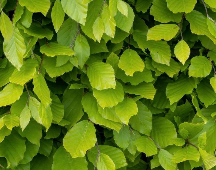 Beukenhaag Groene fagus sylvatica, Tuin en Terras, Planten | Struiken en Hagen, Beukenhaag, Haag, Minder dan 100 cm, Verzenden