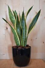 Sansevieria Laurentii in zwarte pot, Huis en Inrichting, Kamerplanten, Verzenden