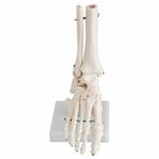 Anatomie model voetskelet met scheen- en kuitbeen, Verzenden, Nieuw