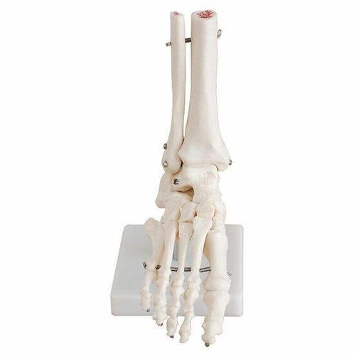 Anatomie model voetskelet met scheen- en kuitbeen, Sport en Fitness, Overige Sport en Fitness, Verzenden