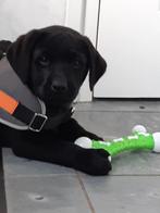 Labrador pups zwart en bruin STAMBOOM ERKEND KENNEL gekeurd, Dieren en Toebehoren, Honden | Retrievers, Spaniëls en Waterhonden
