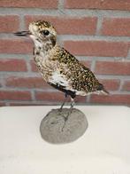 goudplevier Taxidermie volledige montage - Pluvialis, Verzamelen, Dierenverzamelingen, Nieuw