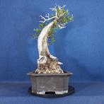 Olijf bonsai (Olea europaea) - Hoogte (boom): 48 cm - Diepte