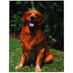 3d poster Golden Retriever NIEUW, Ophalen of Verzenden, Nieuw