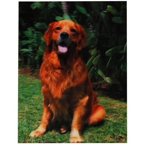 3d poster Golden Retriever NIEUW, Verzamelen, Posters, Nieuw, Ophalen of Verzenden