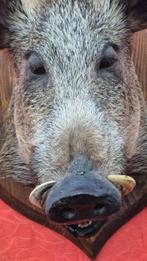 Wild zwijn Taxidermie volledige montage - Sus scrofa - Grand, Verzamelen, Dierenverzamelingen, Nieuw