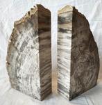 Versteend hout - Gefossiliseerd hout - Dipterocarpus sp. -