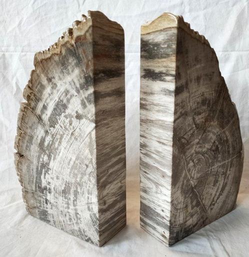 Versteend hout - Gefossiliseerd hout - Dipterocarpus sp. -, Verzamelen, Mineralen en Fossielen