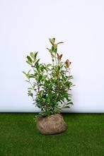 Glansmispel Photinia Red Robin - Haagplanten, Tuin en Terras, Overige soorten, Ophalen of Verzenden, Struik