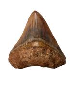 Haai - Fossiele tand - Megalodon - 7.9 cm - 7 cm (Zonder, Verzamelen, Mineralen en Fossielen
