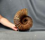 Indrukwekkende en decoratieve geribbelde ammoniet - Twee